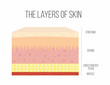 Skin layers. Healthy, normal human skin