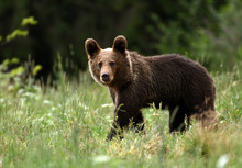Wild Young Brown Bear (Ursus Arctos)