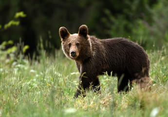 Wild young brown bear (Ursus arctos)