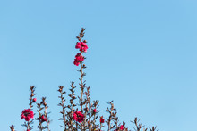 Close Up Of Purple Manuka Tree Flowers Against Blue Sky
