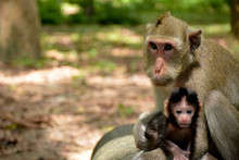 Monkey Monkey Hugging Baby Monkey