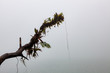 Tree branch at foggy volcano lake