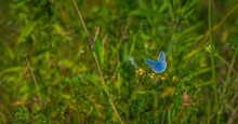 Adonis Blue Butterfly On A Flower