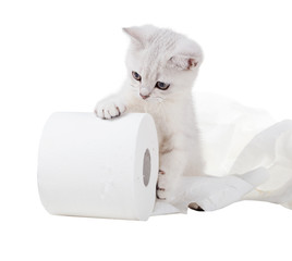 The kitten rolls a roll of toilet paper. Isolated on white background