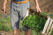 © alexeg84 - Young farmer standing on the field and holding wood box with parsley plant