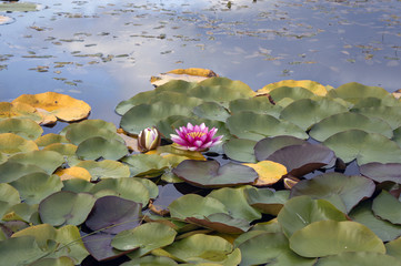 Pink water lily nymphaea blooming in autumn pond with blue sky reflection on still water surface, aquatic plant, symbol of chastity and tranquility