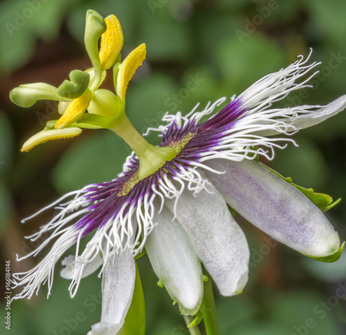 Fleur Du Fruit De La Passion Buy This Stock Photo And