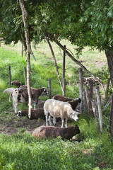 Wall Mural - Sheep under a tree