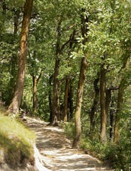 Fototapeta ścieżka wzgórze las lato