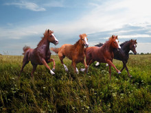 Rapid Running Of Free Horses On Blossoming Grass