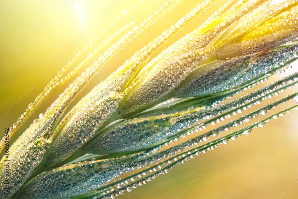 Drops of dew on a young wheat ear close-up macro in sunlight  . Wheat ear in droplets of dew in nature on a soft blurry gold background. - obrazy, fototapety, plakaty 
