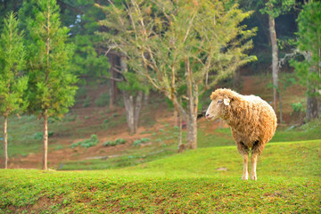 Sheep in the open field