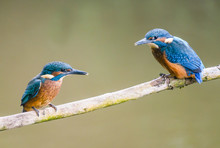 Kingfisher Fledglings