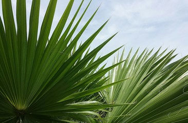 Palmetto branches on blue sky background in Florida nature, closeup