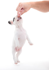 Wall Mural - French puppy bulldog getting a treat, isolated