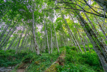 Wall Mural - beautiful green forest. birth of a lake trail. mount st helens national park, south cascades in wash