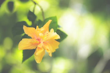 Wall Mural - Blurred yellow hibiscus flower on tree in the garden.