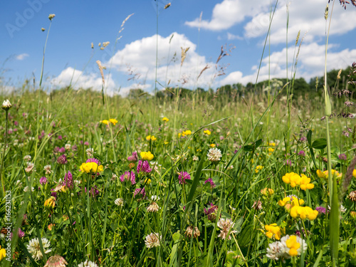 Summer meadow
