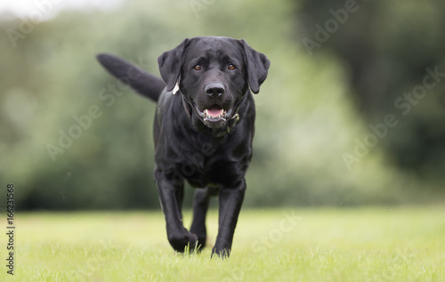 Black labrador retriever dog Tableau sur Toile