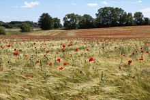 Poppies In A Corn Field