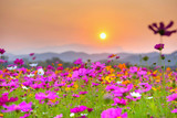 Fototapeta Kosmos - Beautiful pink flower Cosmos. With the evening light.Blake behind the mountain.Soft focus and background blurred
