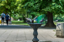 Pigeons And A Green Parrot Drinking And Bathing In A Bird Fountain In A Park.