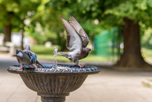 Pigeons And A Green Parrot Drinking And Bathing In A Bird Fountain In A Park.