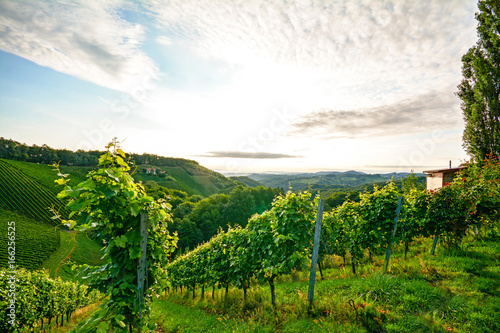 Zdjęcie XXL Stroma winnica z białymi winogronami w pobliżu winnicy w Toskanii we Włoszech w Europie