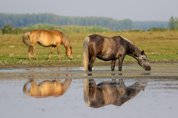 Two horses on the spring meadow watering place