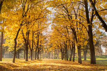 autumn park scene of a path in fallen leaves