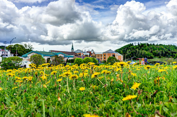 Wall Mural - Saint Lawrence river town cityscape skyline in Charlevoix region in Quebec with dandelion yellow flowers