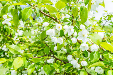 Wall Mural - Macro closeup of many white cherry blossoms with green leaves showing detail and texture