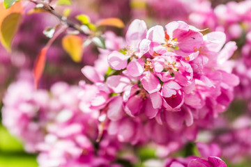Wall Mural - macro closeup of vibrant pink cherry blossoms