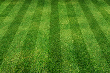 Green Grass Line Background