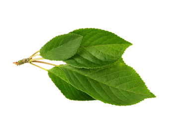 Cherry branch isolated on the white background. Green fresh tree leaves.