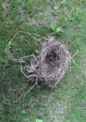 Lonely nest in grass