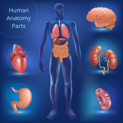 set of human anatomy parts