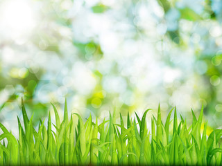 Green nature background with grass