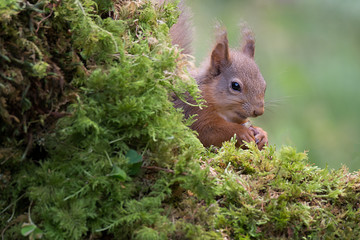 Aufkleber - Close up of a shy red squirrel with its head just showing from behind a log and eating a nut