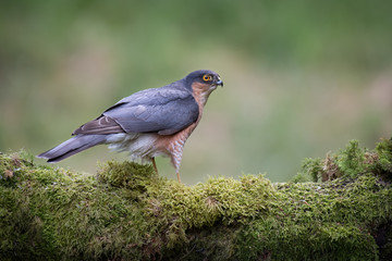 Poster - Close up of an alert looking male sparrowhawk perched on a lichen covered log and looking to the right