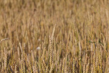 Golden wheat field and sunny day