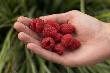 Wall Mural - Raspberries