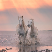 Beautiful White Horses Run Gallop In The Water At Soft Sunset Light, National Park Camargue, Bouches-du-rhone Department, Provence - Alpes - Cote D'Azur Region, South France