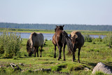 Fototapeta Konie - Wild horses graze and eat grass in the meadow on lake, Nature Park - Engures Ezers 