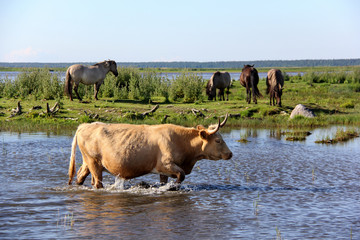 wild cows and horses grazing and eating grass in the meadow by the engure lake, the latvian blue cow