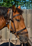 Fototapeta Konie - Head of a beautiful brown horse, closeup