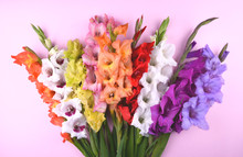 Beautiful Gladiolus Flowers On Trendy Pink Background.