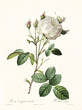 canvas print picture - Old illustration of Rosa centifolia mutabilis. Created by P. R. Redoute, published on Les Roses, Imp. Firmin Didot, Paris, 1817-24