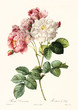 Old illustration of Rosa damascena. Created by P. R. Redoute, published on Les Roses, Imp. Firmin Didot, Paris, 1817-24