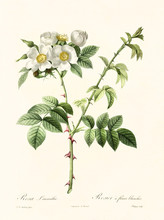 Old Illustration Of Rosa Leucantha. Created By P. R. Redoute, Published On Les Roses, Imp. Firmin Didot, Paris, 1817-24